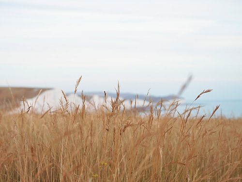 Falaises de Seven sisters en Angleterre vues à travers l'herbe des dunes - photographie de nature et de voyage