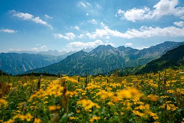 Bloemrijk uitzicht op de Allgäuer Alpen vanaf de Fellhorn