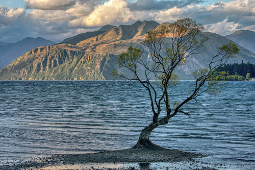 Wanaka Tree