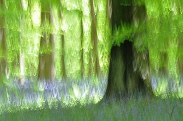 the magical forest of Halle by Bianca Dekkers-van Uden