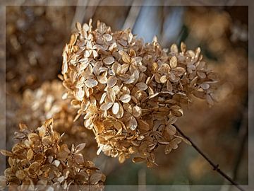 Verdroogde Hortensia Bloem van Rob Boon