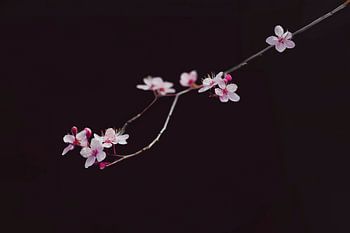 Minimalist Close-Up of Blossoms against Dark Background - Elegant Wall Decoration
