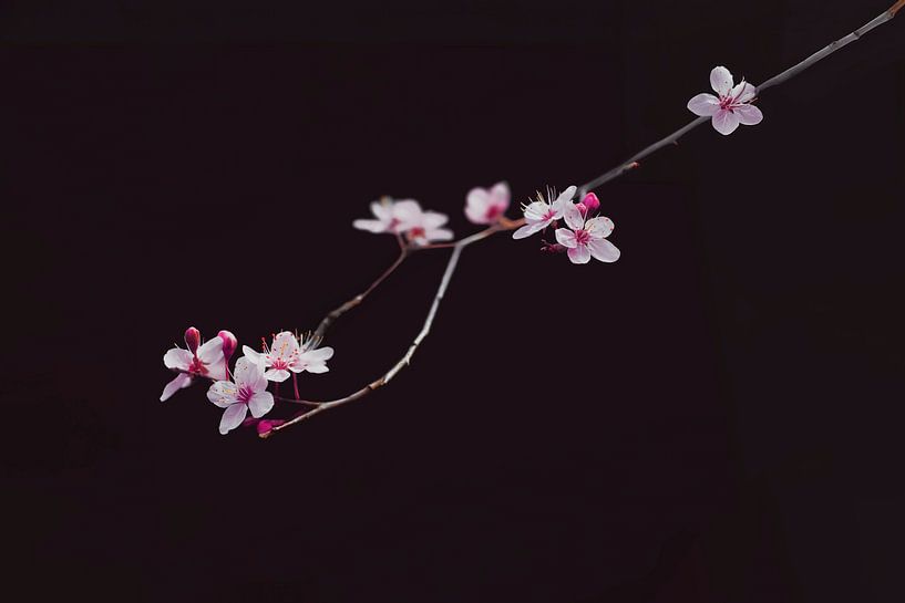 Minimalist Close-Up of Blossoms against Dark Background - Elegant Wall Decoration by Elianne van Turennout