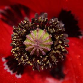 l'intérieur d'un coquelicot sur Janno blok