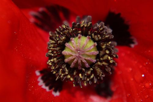 the inside of a poppy