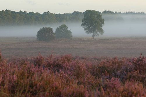 Zonsopkomst op de heide.7