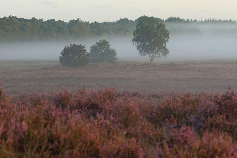 Sunrise on the moors.7 by Daniëlle Eibrink Jansen
