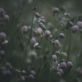 Catchfly in atmospheric light by Martina Weidner