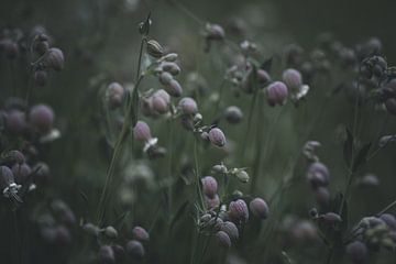 Un attrape-mouches dans la lumière atmosphérique sur Martina Weidner