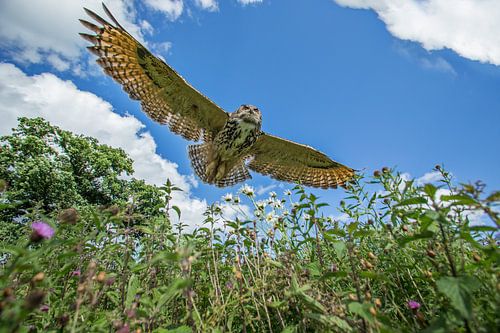 Oehoe in vlucht over hooiland