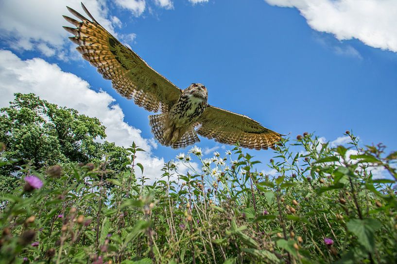 Hibou grand-duc en vol au-dessus d'une botte de foin par Jeroen Stel