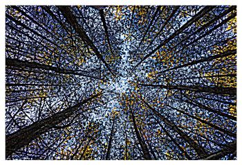 Mosaik aus Fichtenholz