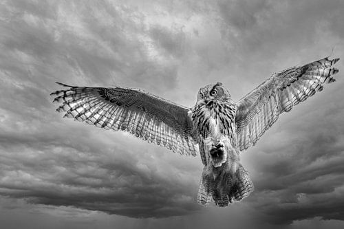 Hibou grand-duc sur Petra Lakerveld