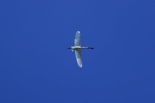 Lepelaar tegen blauwe lucht