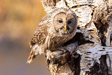 Oeraluil, (Strix uralensis) van Gert Hilbink