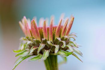 Ich werde hübsch sein