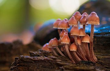 Champignons forêt d'automne sur shoott photography