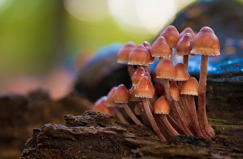 Paddenstoelen herfst bos