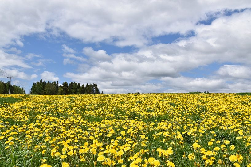 A field of dandelion flowers by Claude Laprise