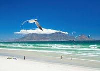 Gull and kites above Blouberg beach with Cape Town and Table Mountain in the background