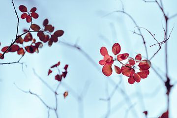 Feuilles rouges sur Arnaud Bertrande