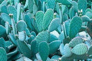 Cactus fotografie Mintgroen | Mooi in een Botanisch interieur van Denise Tiggelman