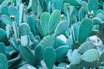 Photographie de cactus vert menthe | Magnifique dans un intérieur botanique sur Denise Tiggelman