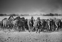 Hinten den Zebras