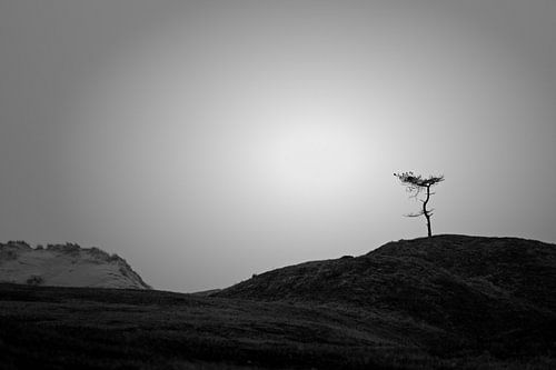 Einsamer Baum