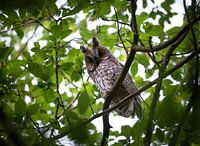 Rufous Long-eared Owl