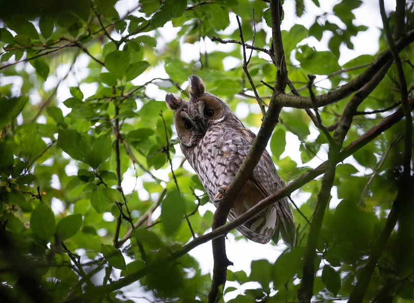 Rufous Long-eared Owl by Patrick Schwarzbach