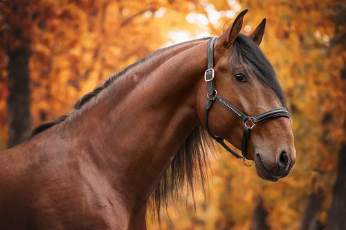 Portret van een bruine Spaanse hengst in herfstsferen | paardenfotografie