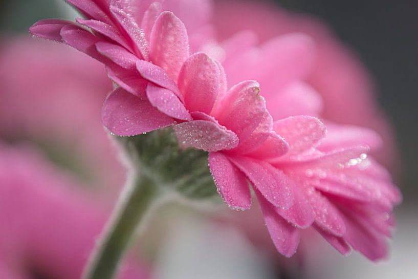 Gerbera I by Greet Thijs