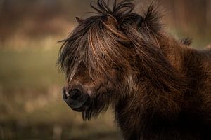 Pony-Porträt von Jeroen Mikkers