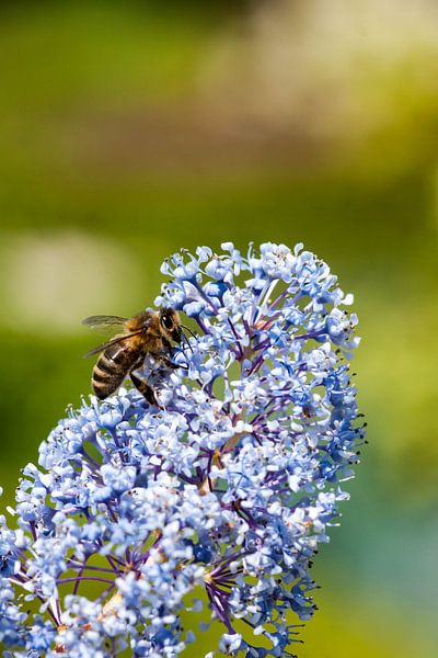 bij op blauwe lavendel by mick agterberg