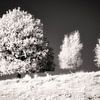 Surreal minimalist infrared landscape with trees on a hill. Monochrome black and white photo print. by Hidden Light Gallery