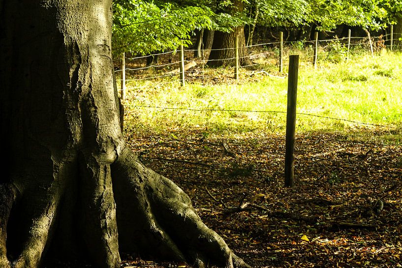 Arbre mystique par Timothy Smits