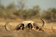 Skull dead buffalo in nature by Bobsphotography thumbnail