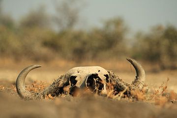 Skull dead buffalo in nature by Bobsphotography