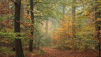Gouden boombladeren in de mist