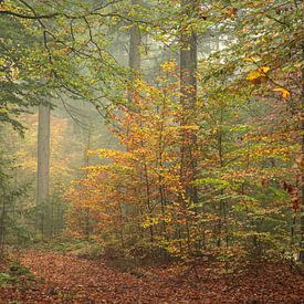 Feuilles d'arbres dorées dans la brume sur P Leydekkers - van Impelen