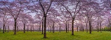 Cherry blossom in spring by Remco Piet