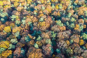 Autumn colours in the forest