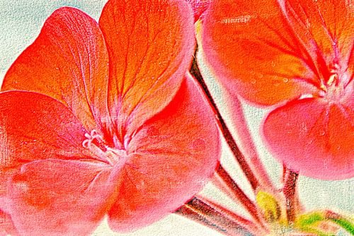 une fleur de géranium rouge mixed media