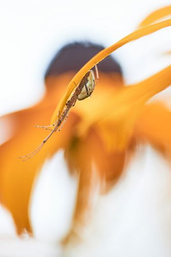 Spin in eigen omgeving