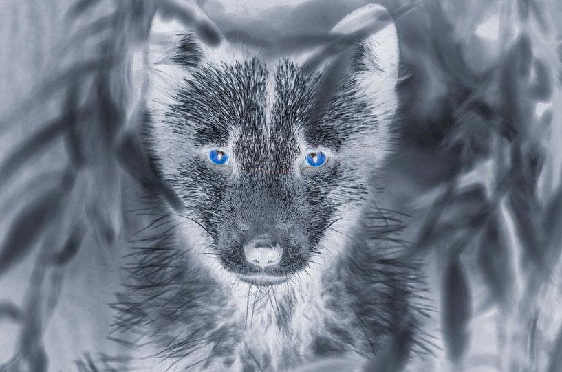 Wolf with blue eyes by Ans Bastiaanssen