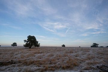 Paysage d'hiver Parc national Veluwezoom sur Arnold van Rooij