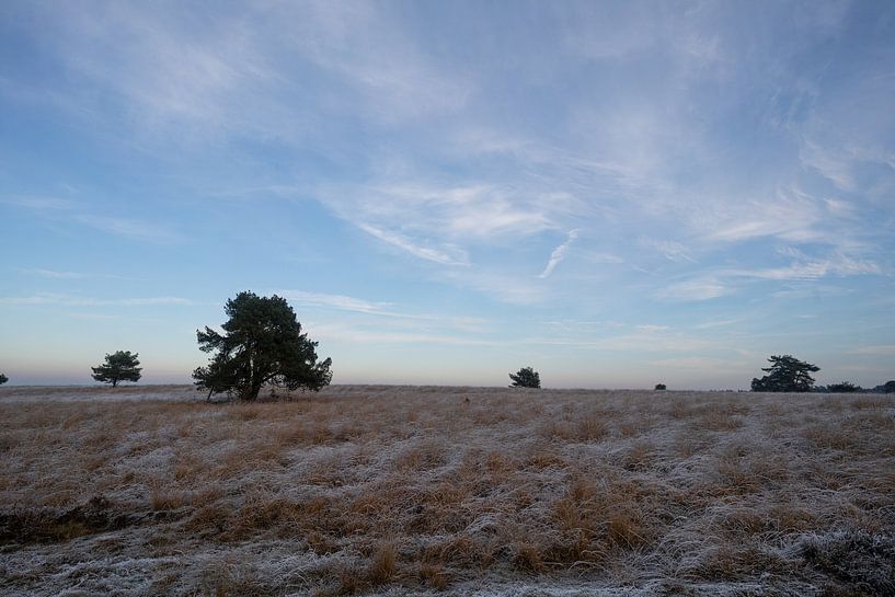 Winterlandschap Nationaal park Veluwezoom van Arnold van Rooij