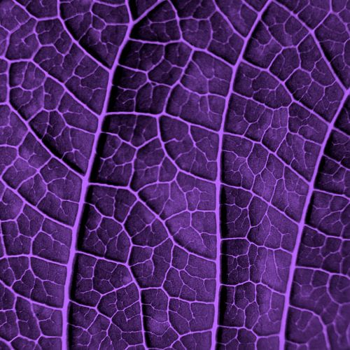 LEAF STRUCTURE ULTRAVIOLET no2