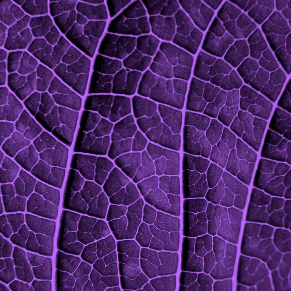 LEAF STRUCTURE ULTRAVIOLET no2 par Pia Schneider